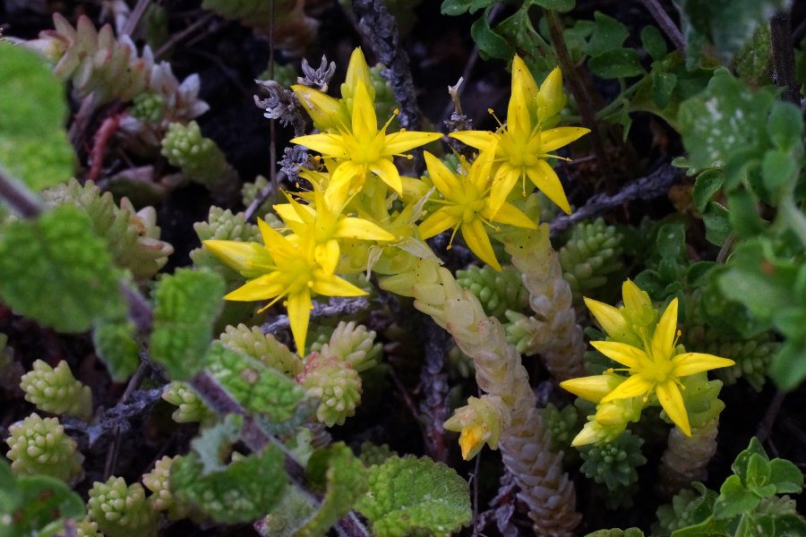 Sedum acre / Borracina acre